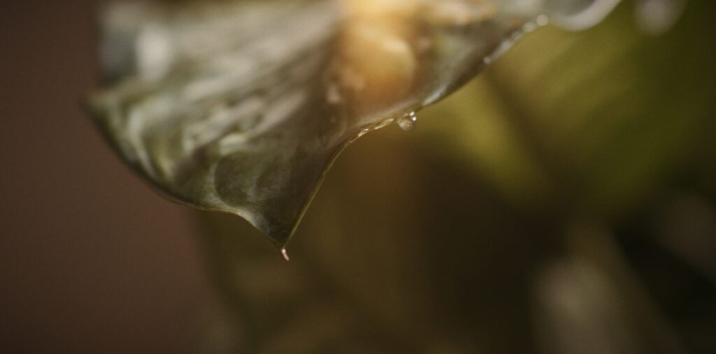 Color Grading Janina Grulich